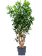 Epipremnum Pinnatum Global Green