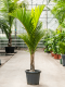 Monstera Siltepecana