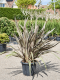 Phormium tuinplant