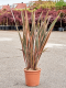 Syngonium Red Spot blad