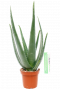 Aloe vera  zimmerpflanze