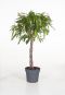 Ficus Amstel King