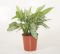 Aglaonema stripes