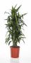 Dracaena Janet Craig