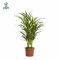 Epipremnum Pinnatum Global Green blad variegata