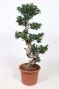 Ficus Microcarpa