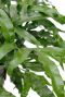Prachtige groene krullende bladeren Microsorum kamerplant