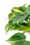 Grünlich-gelbe Blätter der Zimmerpflanze Philodendron Brasil
