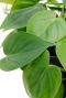 Hartvormige bladeren van de Philodendron hangplant 