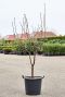 Acer griseum (190-240)