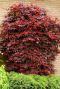 Acer palmatum atropurpureum gartenpflanze p10