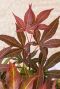 Acer palmatum atropurpureum gartenpflanze p19