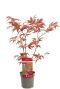 Acer palmatum atropurpureum p10