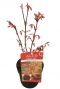 Acer palmatum atropurpureum p15 plant