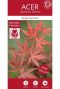 Acer palmatum atropurpureumplant p10