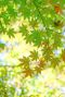 Acer palmatum bi hoo gartenpflanze 24