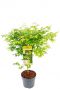 Acer palmatum bi hoo plant 24