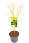 Acer palmatum bi hoo planten 24