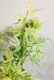 Acer palmatum butterfly gartenpflanze p10