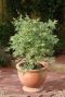 Acer palmatum butterfly gartenpflanze p24