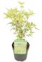 Acer palmatum butterfly p10