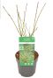 Acer palmatum butterfly p10 plant