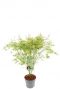 Acer palmatum butterfly plant p24