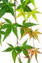 Acer palmatum cascade ruby 24