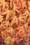 Acer palmatum cascade ruby gartenpflanze 24