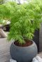 Acer palmatum dissectum gartenpflanze