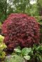Acer palmatum garnet gartenpflanze