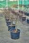 Acer Palmatum 'Garnet' (100-120)