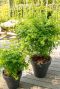 Acer palmatum going green gartenpflanze