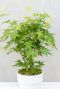 Acer palmatum going green gartenpflanze p10