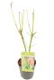 Acer palmatum going green p10