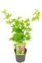 Acer palmatum going green plant p10