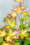 Acer palmatum little princess gartenpflanze