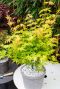 Acer palmatum orange dream gartenpflanze 19