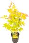 Acer palmatum orange dream p10 plant