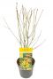 Acer palmatum orange dream planten 19