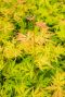 Acer palmatum orange lace gartenpflanze