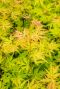 Acer palmatum orange lace gartenpflanze 1