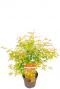 Acer palmatum orange lace plant p19