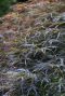 Acer palmatum pendulum julian volgroeit
