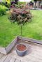 Acer palmatum shaina gartenpflanze p 19