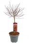 Acer palmatum shaina plant p34