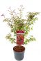 Acer palmatum shaina planten 24