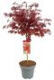 Acer palmatum shaina tuinplanten p34