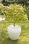 Acer shirasawanum moonrise gartenpflanze p19