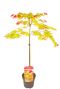 Acer shirasawanum moonrise stam